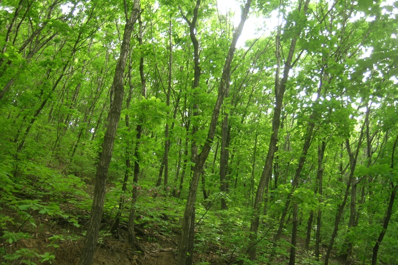 喜讯！我盟申报的大青山林场蒙古栎母树林种子通过自治区级林木品种审定