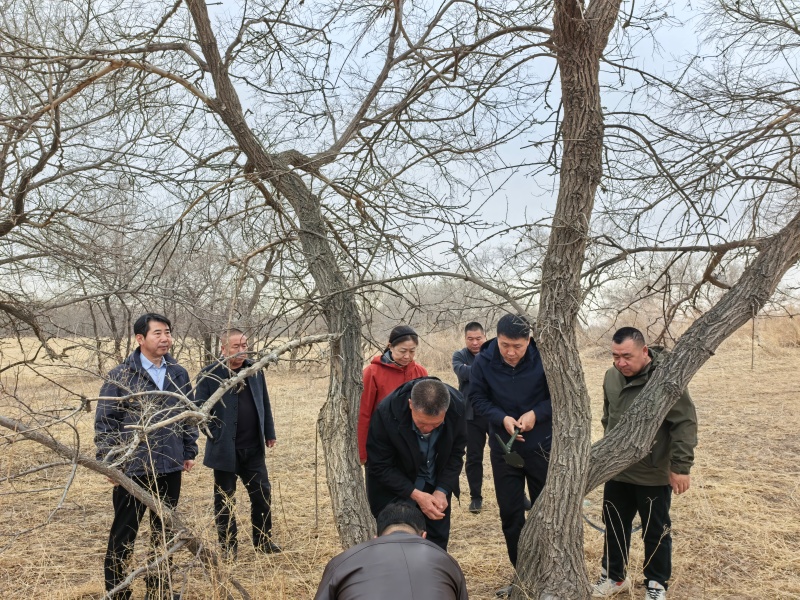 【工作动态】盟林草局指导检查基层林草有害生物防治重点工作